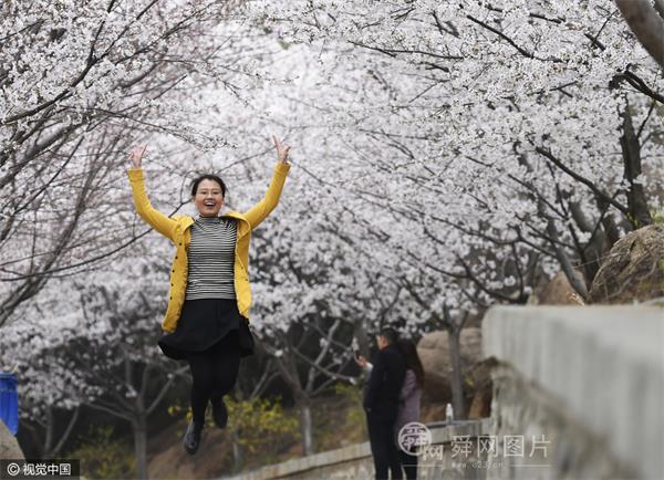 邹平十里樱花长廊迎来盛花期 众多游客前来赏花游玩