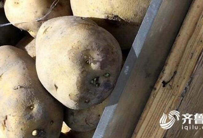 发芽土豆现身济南大润发银座 龙葵素激增严重可致死