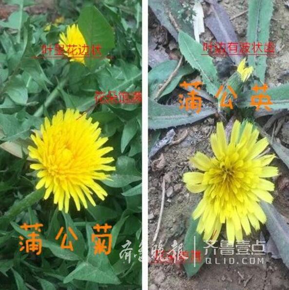 这个不能吃!错被当成野菜 济南泉城公园蒲公菊被挖光