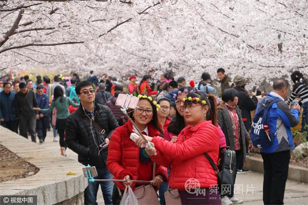 山东滨州：十里樱花始盛开 大批游客涌入山路赏樱