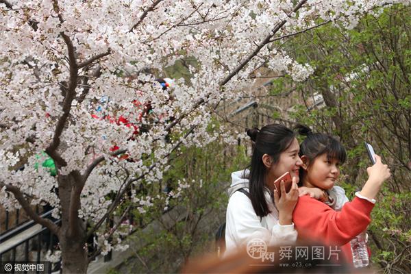 山东滨州：十里樱花始盛开 大批游客涌入山路赏樱