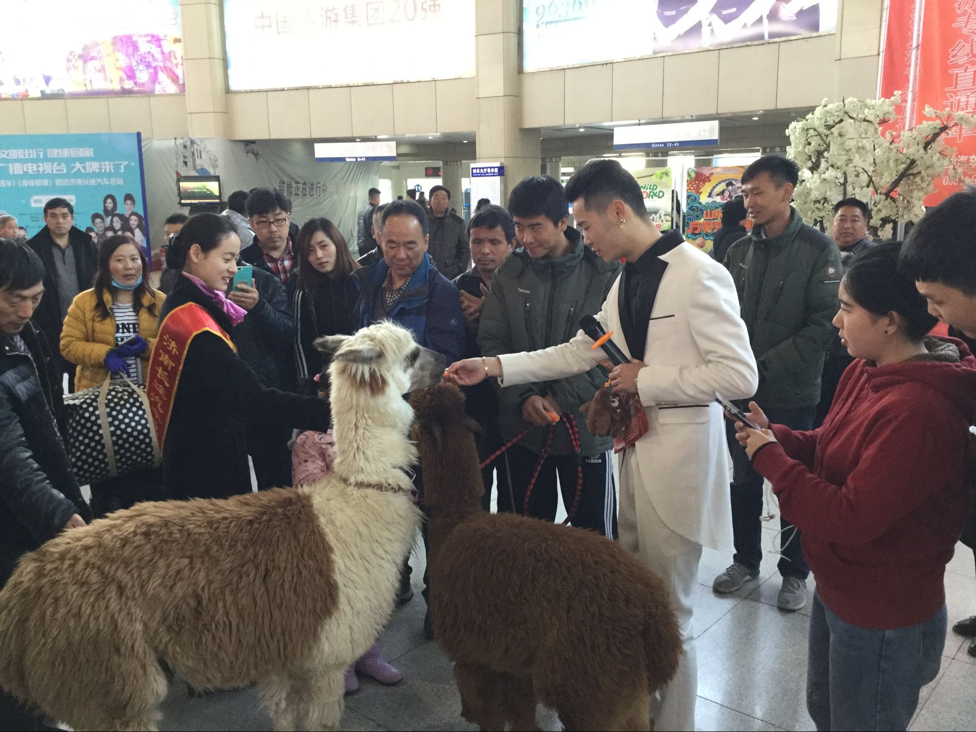 两只羊驼现身济南长途汽车总站 萌宠级神兽拉开春游帷幕 