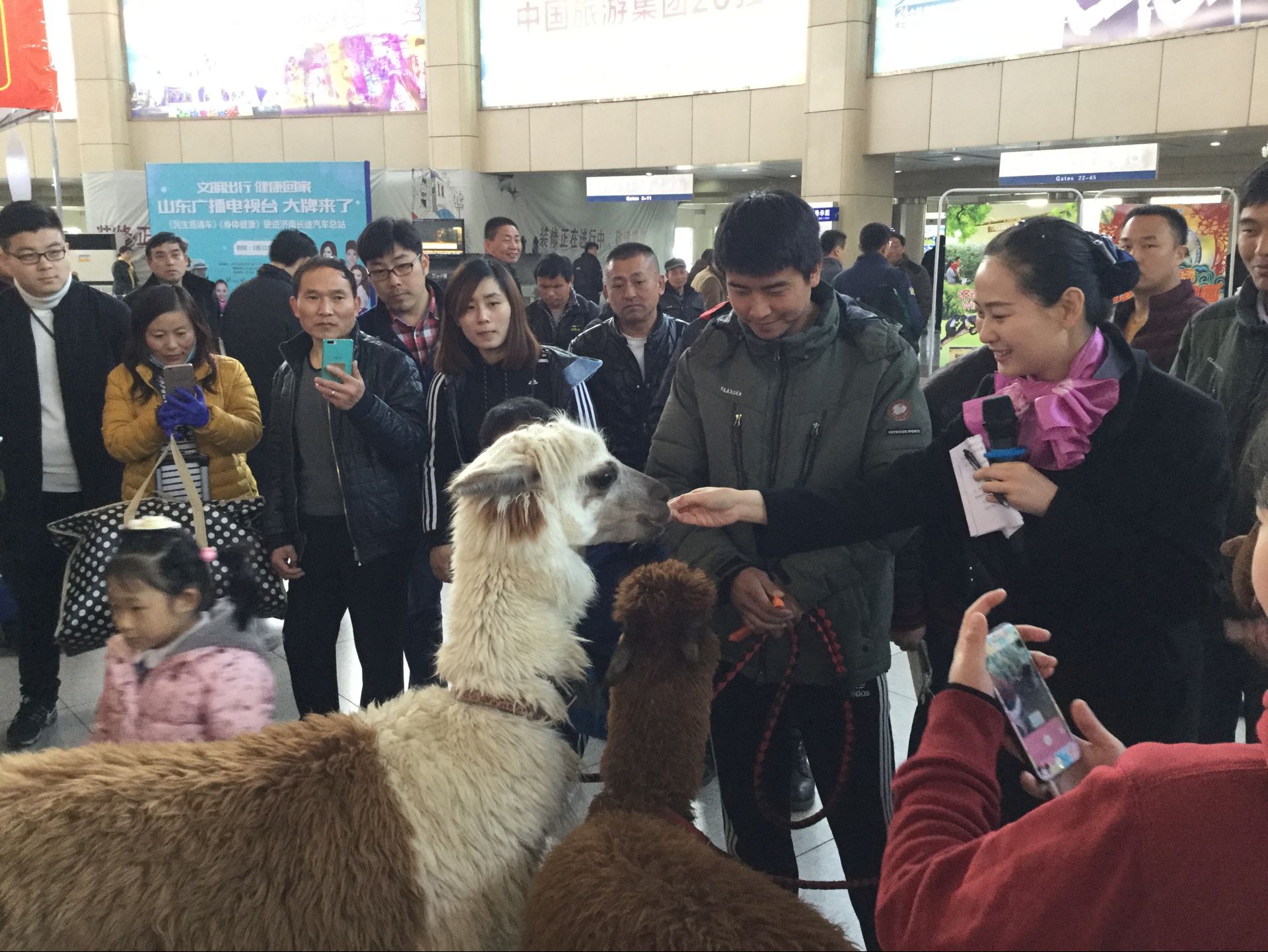 两只羊驼现身济南长途汽车总站 萌宠级神兽拉开春游帷幕 