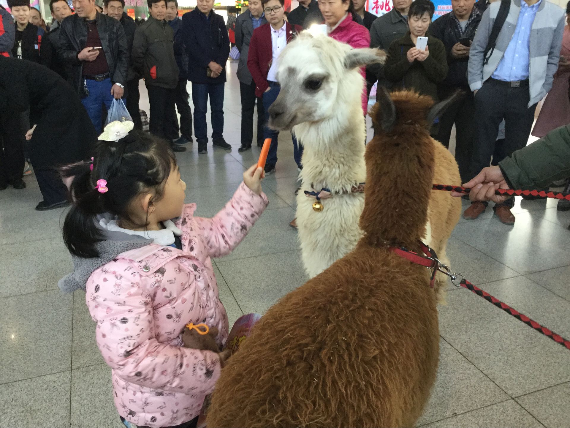 两只羊驼现身济南长途汽车总站 萌宠级神兽拉开春游帷幕 
