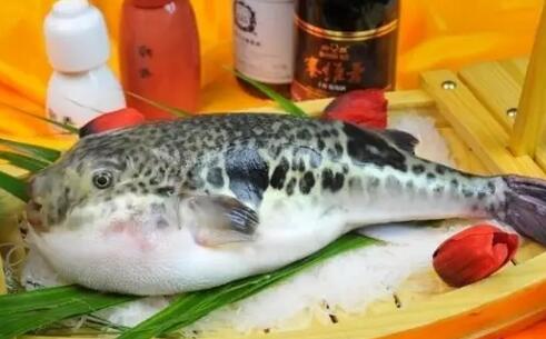 济南四里村海鲜大市场被曝出售活河豚 采购员称可以协调买到