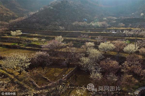 青岛:杏花掩映乡村化身“世外桃源”