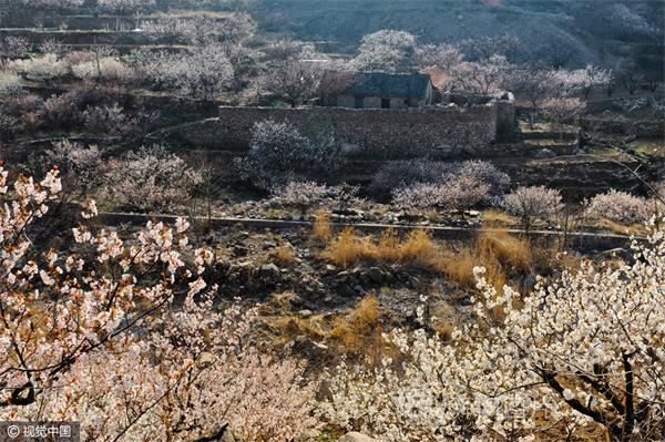 青岛:杏花掩映乡村化身“世外桃源”