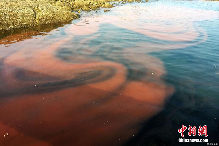 日照海域再现赤潮 渔船停泊的空隙处海水全被染成锈红色