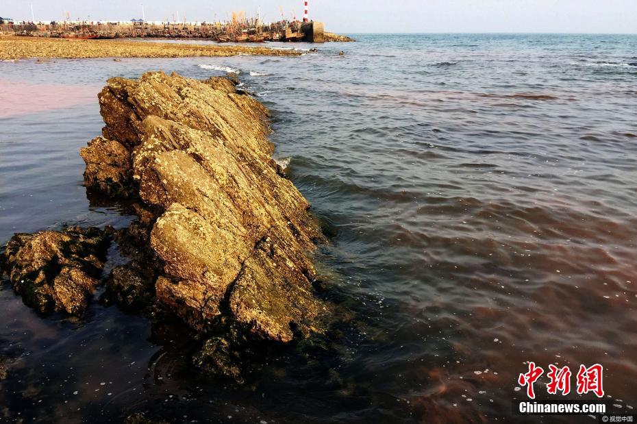 日照海域再现赤潮 渔船停泊的空隙处海水全被染成锈红色