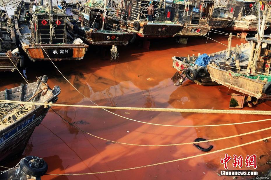 日照海域再现赤潮 渔船停泊的空隙处海水全被染成锈红色