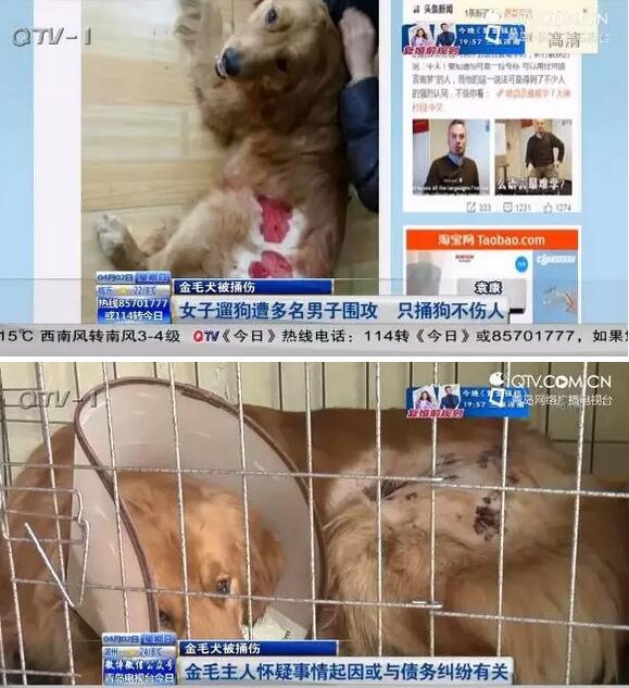 女子小区遛狗遭遇蹊跷事 数名男子向金毛犬连捅八刀