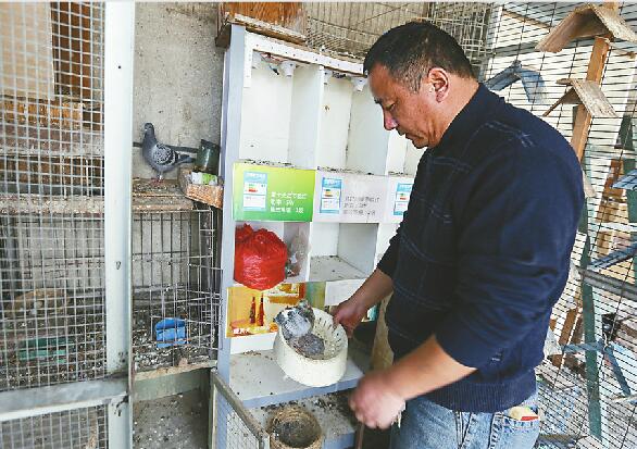 济南一偷鸽贼爬上6米高台绞断铁锁 盗走价值20万信鸽