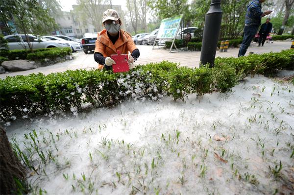 济南：杨絮爆发如同春雪 游人蒙面“踏雪”春游(组图)