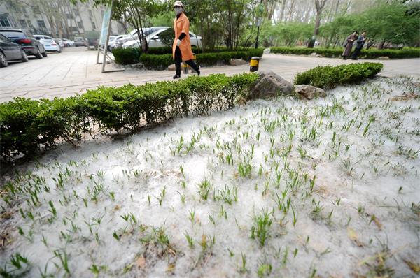 济南：杨絮爆发如同春雪 游人蒙面“踏雪”春游(组图)