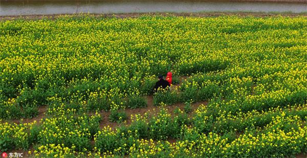 航拍山东东营黄河大桥边油菜花“披金” 画面壮美