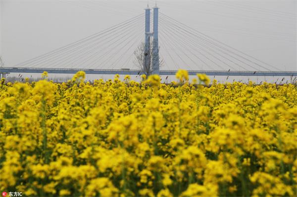 航拍山东东营黄河大桥边油菜花“披金” 画面壮美