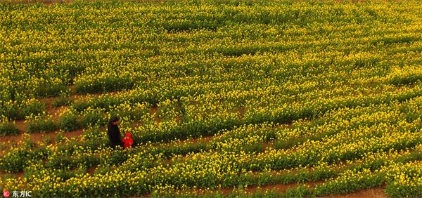 航拍山东东营黄河大桥边油菜花“披金” 画面壮美