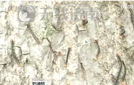 ����������ռ����ϻƺӱ�ǧ������ ��ľ��ͺֻʣ��������