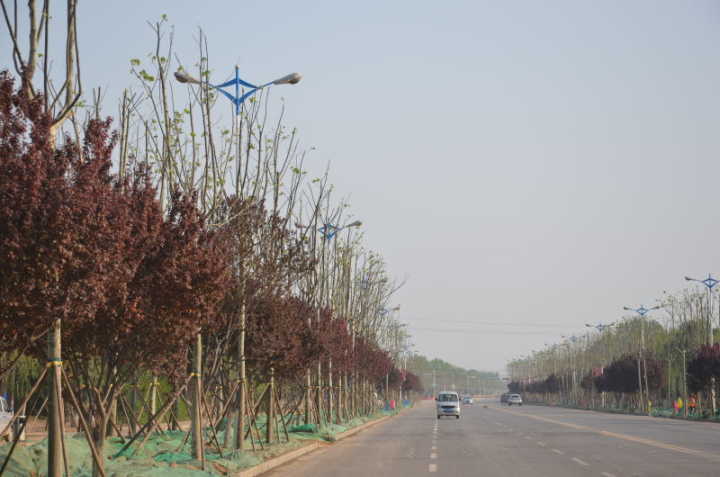 丰实城市绿化厚度 彰显济阳城市魅力