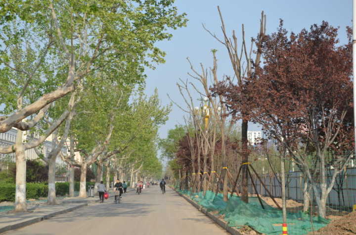 丰实城市绿化厚度 彰显济阳城市魅力