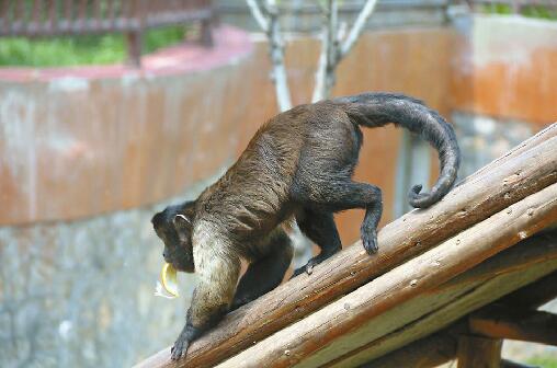 又一批小动物诞生！动物医生详解多数动物春天发情交配缘由