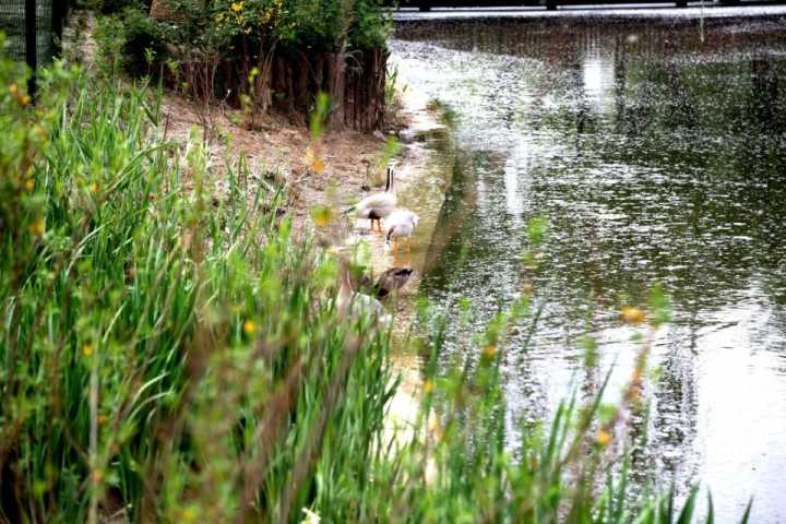 组图：绿头鸭斑头雁！济南动物园金牛湖新区五一开放