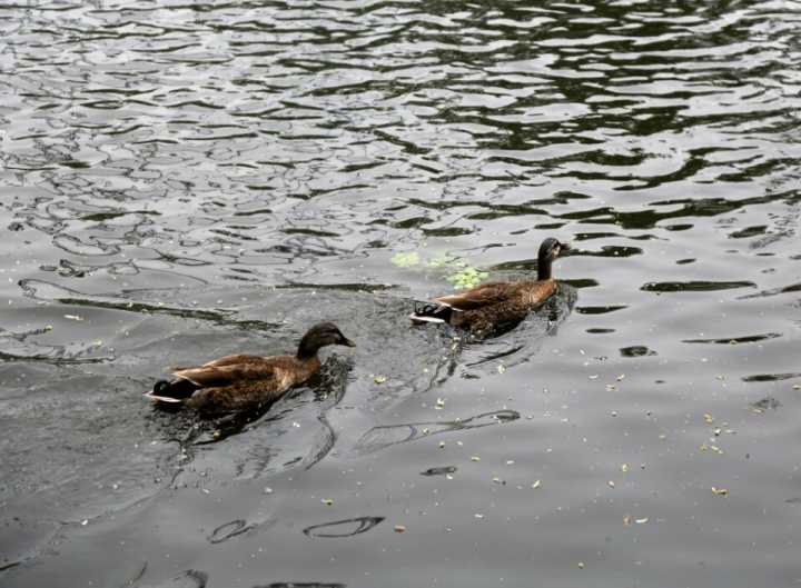 组图：绿头鸭斑头雁！济南动物园金牛湖新区五一开放