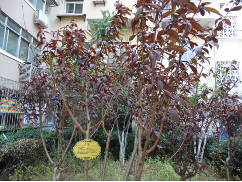 社区植物“居民”有“身份证”啦!
