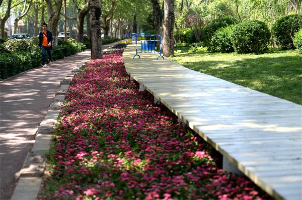 济南首个花间步行栈道现身马鞍山路