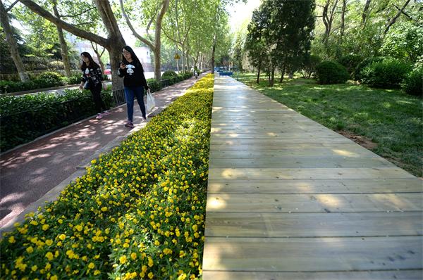 济南首个花间步行栈道现身马鞍山路