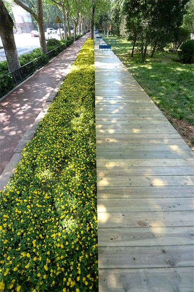 济南首个花间步行栈道现身马鞍山路