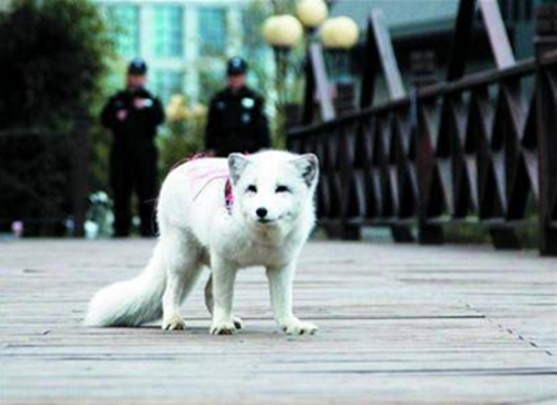 青岛唐岛湾海滨公园惊现小白狐 “发现我请联系我的妈妈”