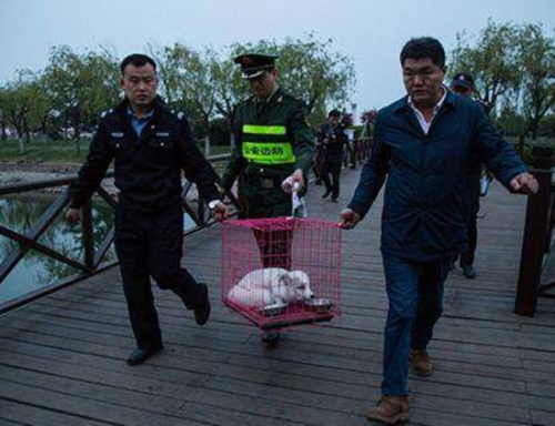 青岛唐岛湾海滨公园惊现小白狐 “发现我请联系我的妈妈”