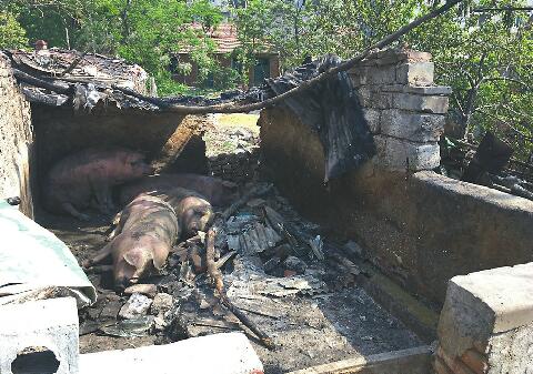 二环内私搭棚子养猪居民闻臭味 七贤街办：将前往查看