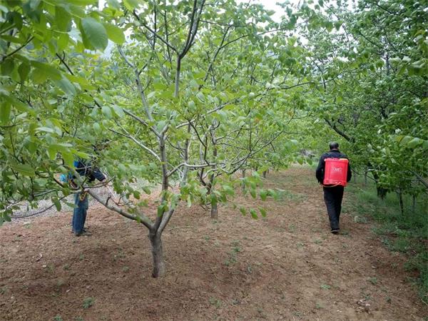 1盆水藏1亿头线虫! 济南核桃树试点“以虫治虫”