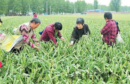 山东蒜薹价跌滞销！蒜农朋友圈里求采摘 不收钱还管饭
