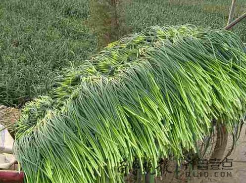 山东蒜薹价跌滞销！蒜农朋友圈里求采摘 不收钱还管饭