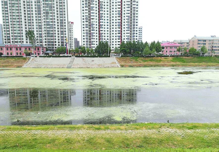 济南腊山分洪道河水黑臭胜往年 再不治理恐污染小清河