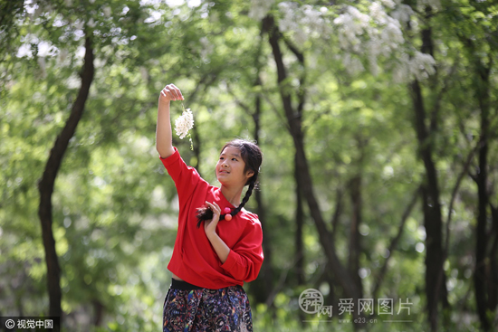 山东日照：甲子山槐花节开幕 槐花飘香惹人醉