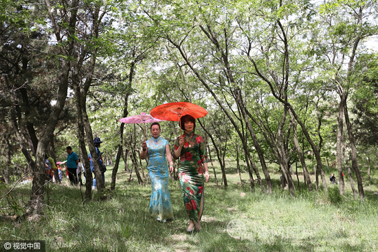 山东日照：甲子山槐花节开幕 槐花飘香惹人醉