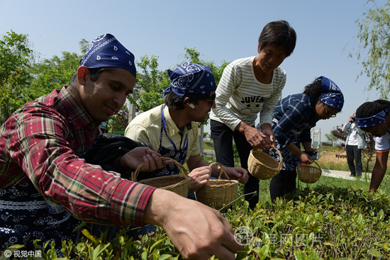青岛：“一带一路”沿线国家留学生体验中国茶文化