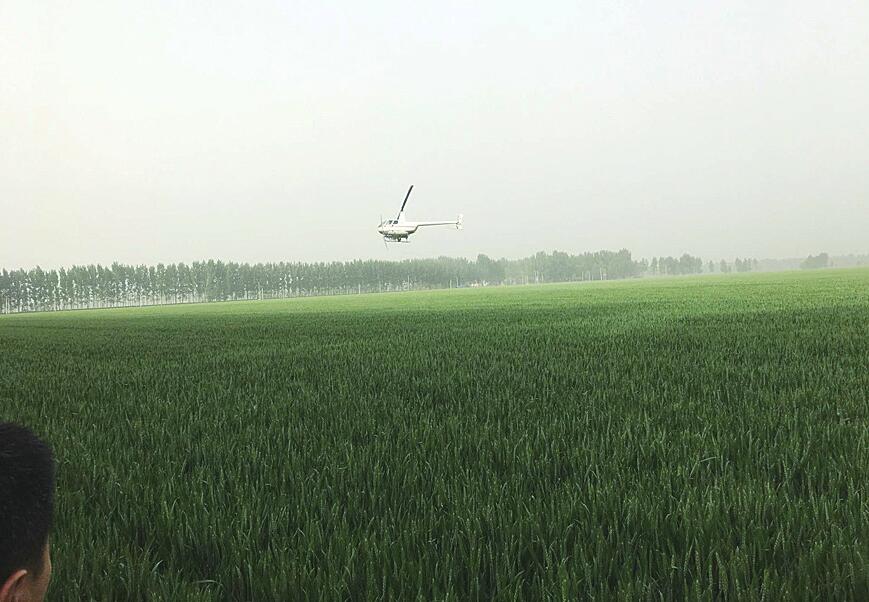 济南市小麦条锈病防治已完成186.6万亩