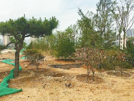 济南部分地区建筑垃圾难及时清运 建绿透绿不同步