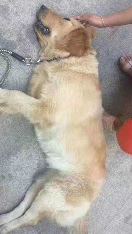 清雅居小区1天10余只狗丧命 疑似被食物毒死