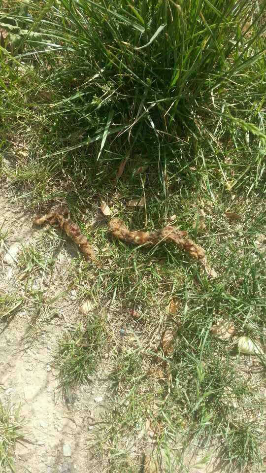 清雅居小区1天10余只狗丧命 疑似被食物毒死