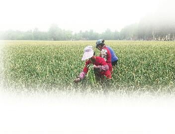 “菜贱伤农”频上演 如何走出“丰产不丰收”怪圈