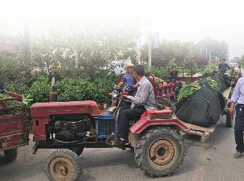 “菜贱伤农”频上演 如何走出“丰产不丰收”怪圈