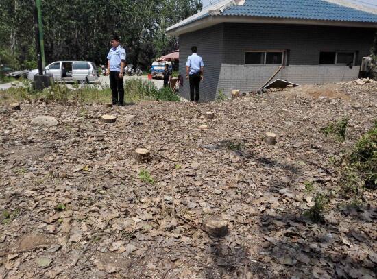 济南野生动物世界附近70余棵大树莫名被砍 全成了“树墩子”