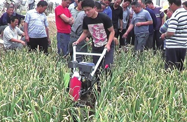 没“蒜”准：济南蒜农扩种遭遇价格“冰点”