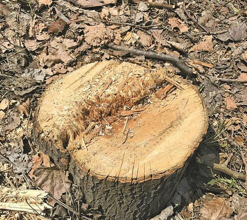 济南野生动物园70多棵大树惨遭盗伐 戒备森严怎么拉走的？